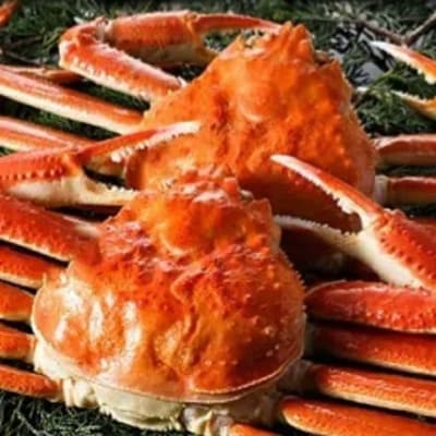 ボイルずわいがに(カニ姿) 2尾(1.5kg~1.7kg)【2】