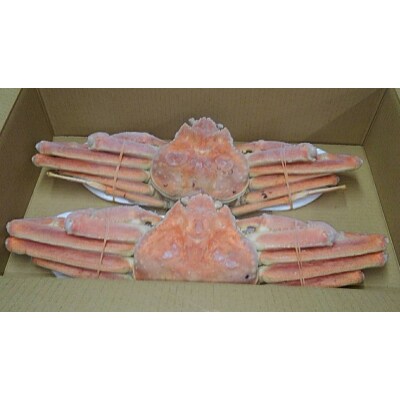 ボイルずわいがに(カニ姿) 2尾(1.5kg~1.7kg)【2】