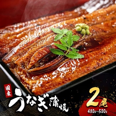 ●お歳暮・年末【2026年12月21日より順次発送】「国産うなぎ蒲焼」2尾(480g～500g)