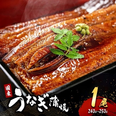 ●年内発送【2026年12月31日より順次発送】「国産うなぎ蒲焼」1尾(240g～250g)