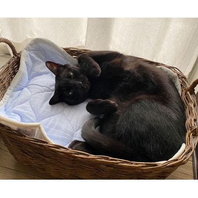 【XS40×30cm】2枚組コットン100%ペット用マット　PET-4030-2P