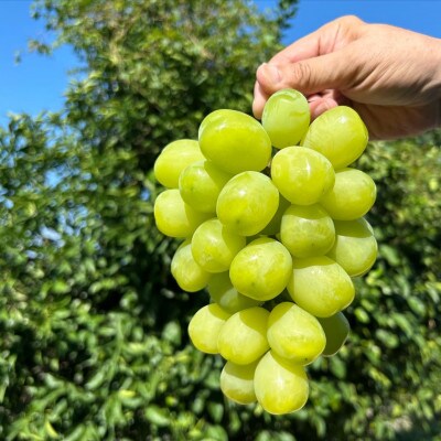 贅沢極旨ぶどうのセット　4種7房詰め合わせ