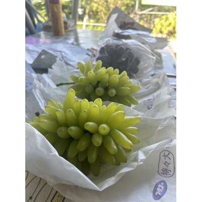 贅沢極旨ぶどうのセット　4種7房詰め合わせ