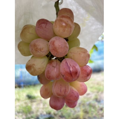 贅沢ぶどうセット4種6房詰め合わせ