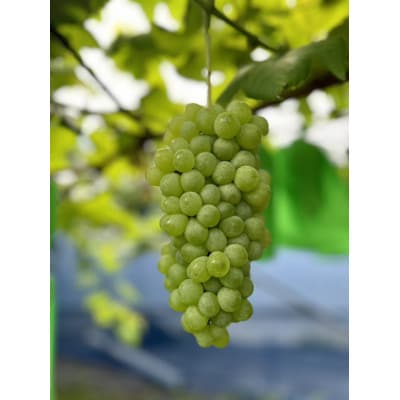 夏一番　あづましずく2房+エーデルワイス2房　4房セット