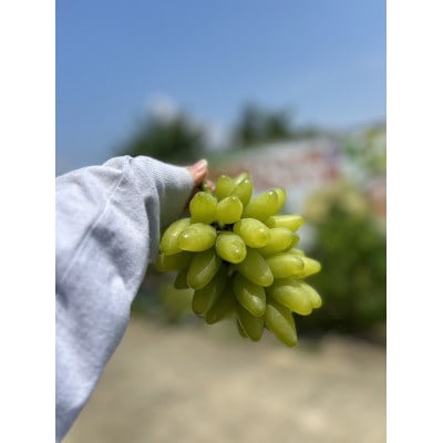 夏一番3色3房セット　ゴールドフィンガーとクイーンセブンと泉湧誉の3房セット