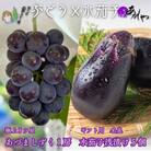 贈り物に 夏一番ぶどう極上あづましずく1房と極上泉州水なすぬか漬け5個 計2.5kg