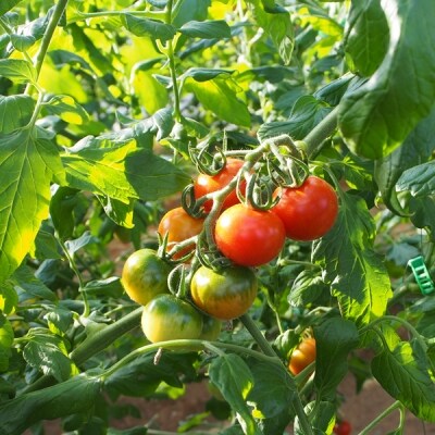 高知の野菜・果物定期便 【F208】