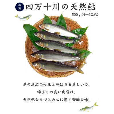 四万十川の釣り天然鮎　　500g(4~12尾)　【冷凍】[期間限定品]【C03054】