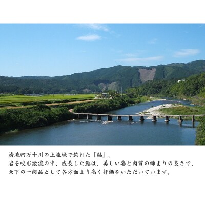 四万十川の釣り天然鮎　　500g(4~12尾)　【冷凍】[期間限定品]【C03054】