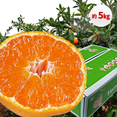 山北みかん 5kg・サイズお任せ[期間限定品]【C03035】