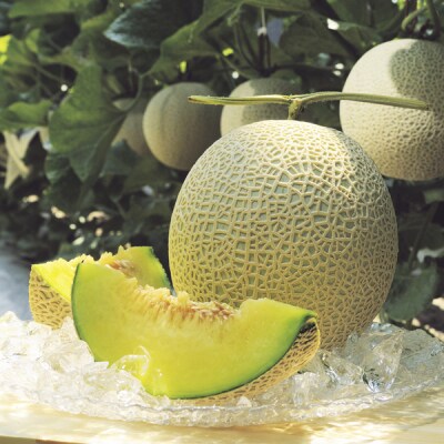 高知県産　マスクメロン　1玉(約1.5kg)[期間限定品]【C06036】