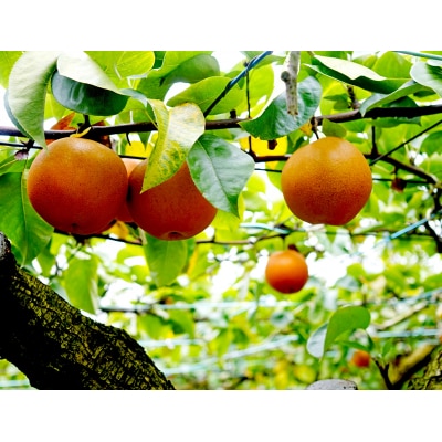 高知県産　新高梨　約2kg・3～6玉[期間限定品](外皮にシミ・キズあり)【B06074】