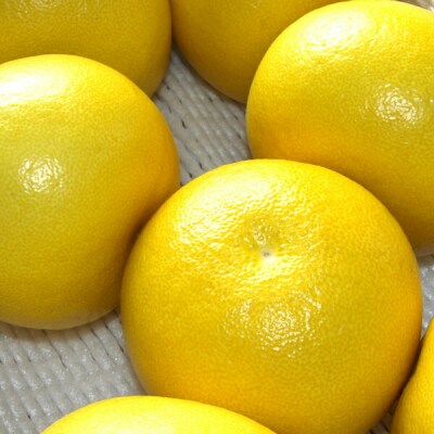 温室文旦 3kg・6〜7玉[期間限定品]【C06037】