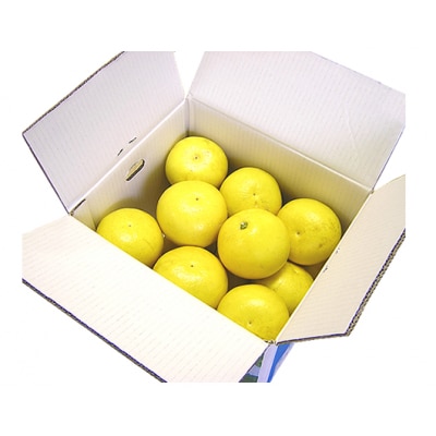 高知県産 土佐文旦 10kg【ご家庭用】[期間限定品]【C06038】