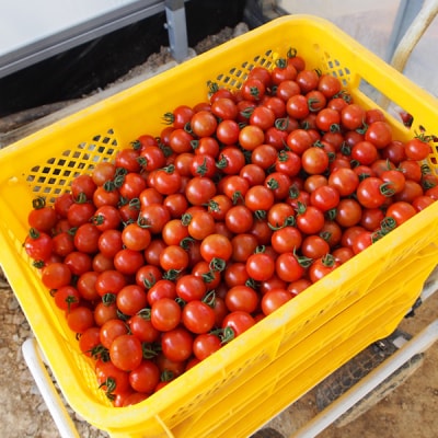 高知産フルーツトマト「メルベーユ」約1kg[期間限定品]【B06066】