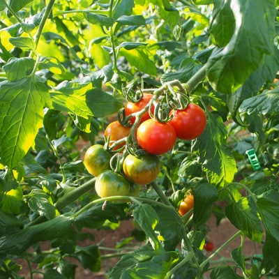 高知産フルーツトマト「メルベーユ」約1kg[期間限定品]【B06066】