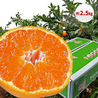 山北みかん 2.5kg・サイズお任せ[期間限定品]【B06065】