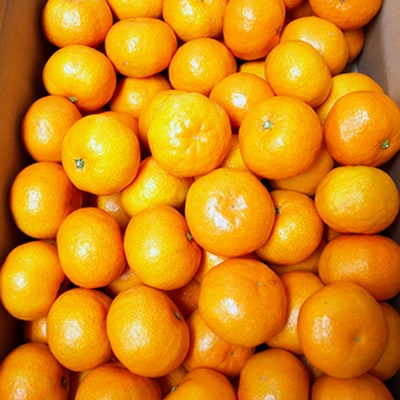 山北みかん 2.5kg・サイズお任せ[期間限定品]【B06065】