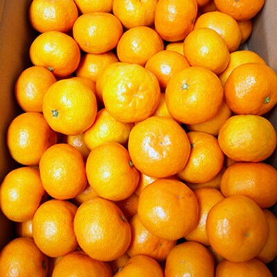 山北みかん 5kg・サイズお任せ[期間限定品]【C06035】
