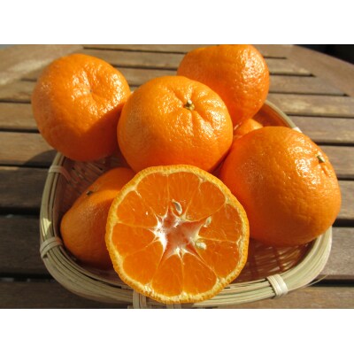 高知産ぽんかん 約5kg(ご家庭用)[期間限定品]【C06042】