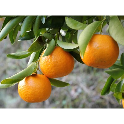 高知産ぽんかん 約5kg(ご家庭用)[期間限定品]【C06042】