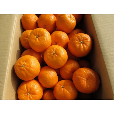 高知産ぽんかん 約5kg(ご家庭用)[期間限定品]【C06042】