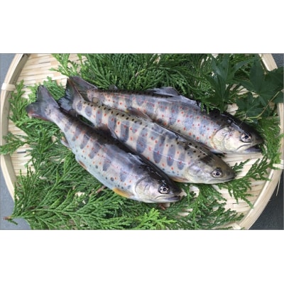 ユズアマゴ【C06043】