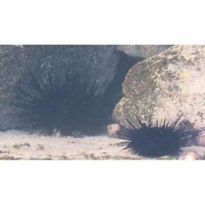 ピチピチ新鮮旬魚(しゅんとと)プラン大人4名様分【釣り筏セット】子供に人気釣り体験にいかがですか?