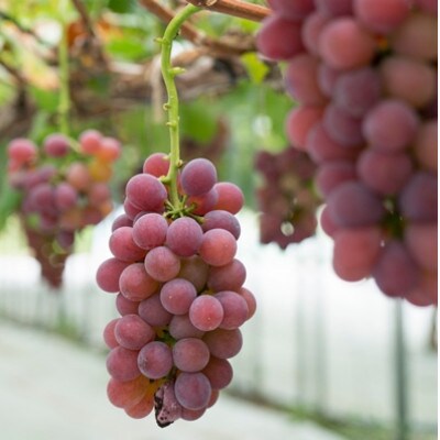 飲むぶどう 若狭ふじ 1房(約800g)