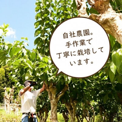 福井県高浜町産　青の杜仲茶5袋セット
