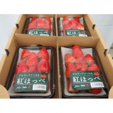高浜町　紅ほっぺいちご250g×4パック