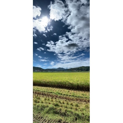 山県市産　ハツシモ5kg(5kg×1袋)(白米)