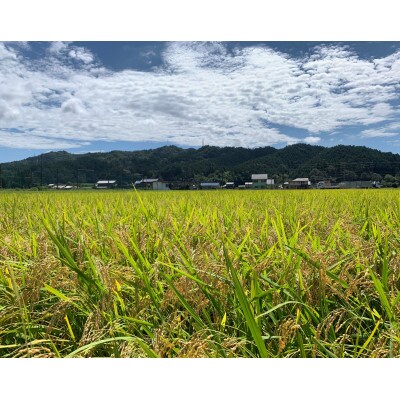 山県市産　ハツシモ5kg(5kg×1袋)(白米)