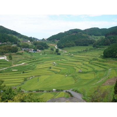 レンジアップごはん　岡山県美咲町大垪和西棚田米(コシヒカリ)20パックセット