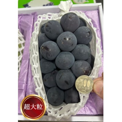 岡山県産 ぼっけえ大粒ニューピオーネ1房(800g以上) 化粧箱入り