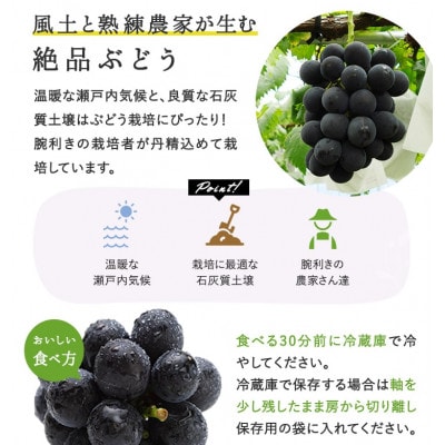 岡山県産 ぼっけえ大粒ニューピオーネ1房(800g以上) 化粧箱入り