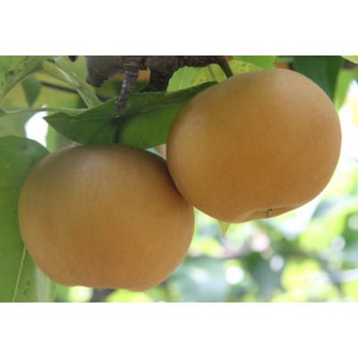 岡山県産 あたご梨 4～7玉(約4kg) 化粧箱入り