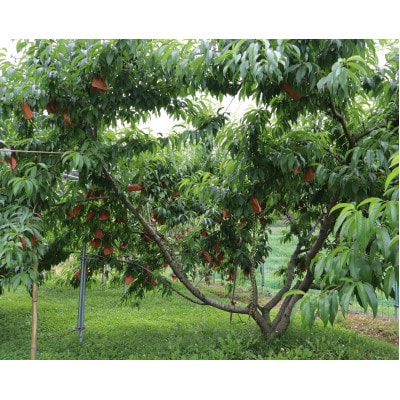 岡山県産《黄金桃》