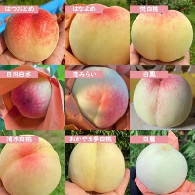 【訳あり】ご家庭用 モモナピーチファームの桃 1.5kg(5～7玉)6月中旬～8月下旬発送予定