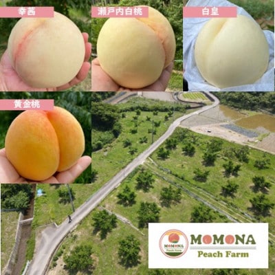 【訳あり】ご家庭用 モモナピーチファームの桃 1.5kg(5～7玉)6月中旬～8月下旬発送予定