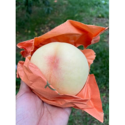 【先行予約・2026年9月上旬頃より発送予定】しっかりした果肉と果汁たっぷり岡山の白桃(2kg箱)