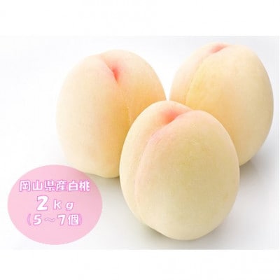 【2025年発送分】岡山県産 晴れの国おかやまの白桃 2kg 5～7玉 化粧箱入り