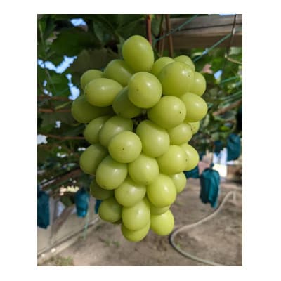 シャインマスカット　600g以上×2房入り