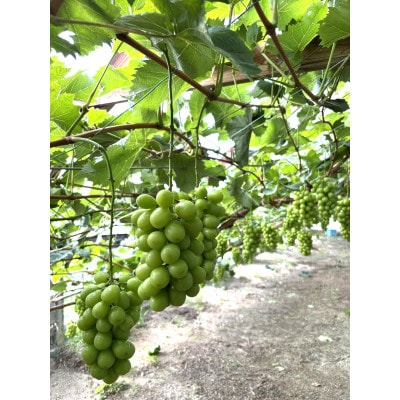 シャインマスカット　500g以上×2房