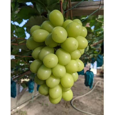 シャインマスカット　500g以上×2房