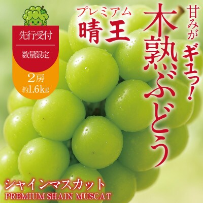 先行予約 木熟プレミアム シャインマスカット晴王 岡山県船穂産 2房 約1.6kg 9月～10月発送