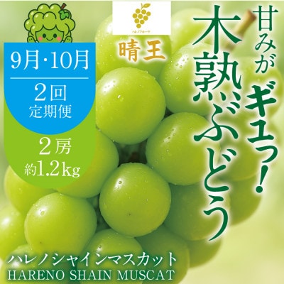 【発送月固定定期便】木熟ぶどう シャインマスカット晴王　2房約1.2kg全2回