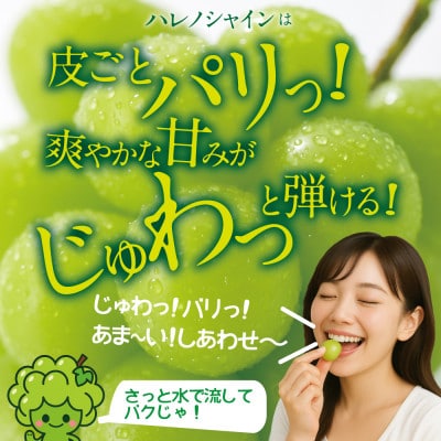 【発送月固定定期便】木熟ぶどう シャインマスカット晴王　2房約1.2kg全2回