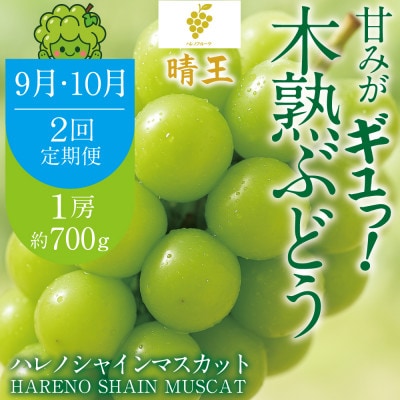 【発送月固定定期便】木熟ぶどう シャインマスカット晴王 1房約700g ハレノ全2回